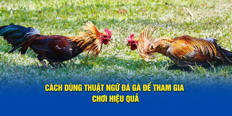 Cách dùng thuật ngữ đá gà để tham gia chơi hiệu quả