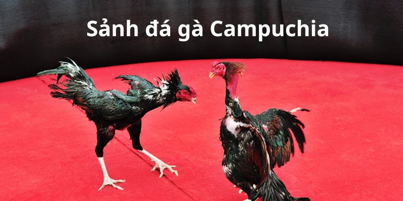 Đá Gà Campuchia