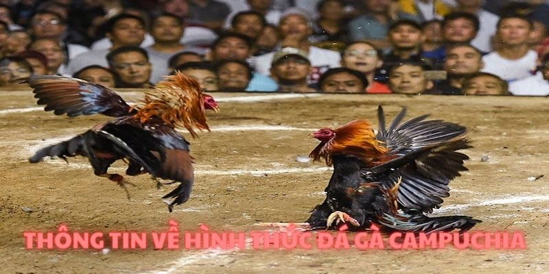 Đá gà Campuchia phổ biến và được nhiều người yêu thích