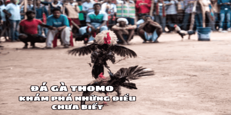 Đá gà Thomo